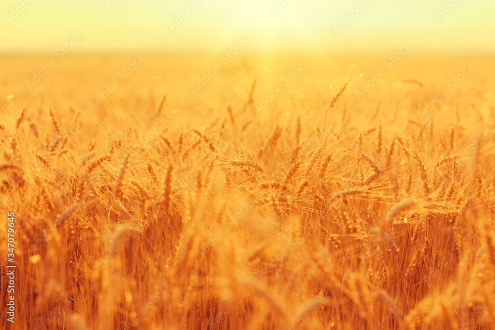 Golden wheat ears on a field against bright sunset shining light.