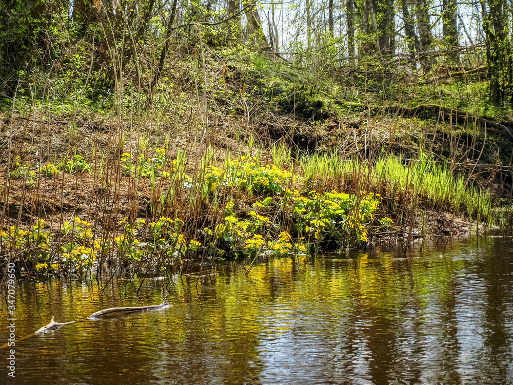 Plant with yellow petals.Group of Marsh Marigold (Caltha palustris) growing near a small river, spring blooms brightly Plant with yellow petals.Group of Marsh Marigold (Caltha palustris) growing near a small river, spring blooms brightly