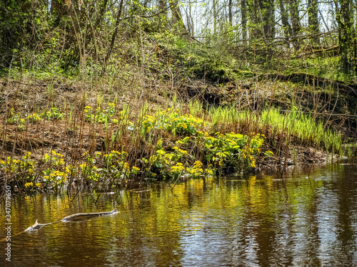 Plant with yellow petals.Group of Marsh Marigold  Caltha palustris  growing near a small river  spring blooms brightly