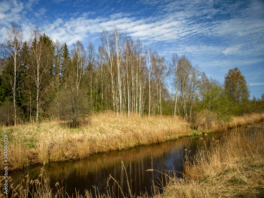 Fototapeta premium landscape with a small wild river bank, the first spring greenery, last year's reeds, tree reflections in the water