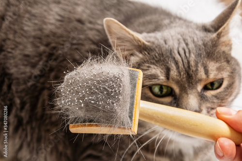 A brush to care for pets with cat hair. Grey cat's fur stuck in comb