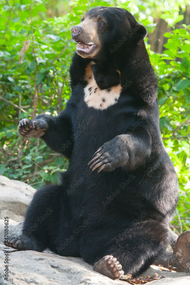 brown bear in zoo