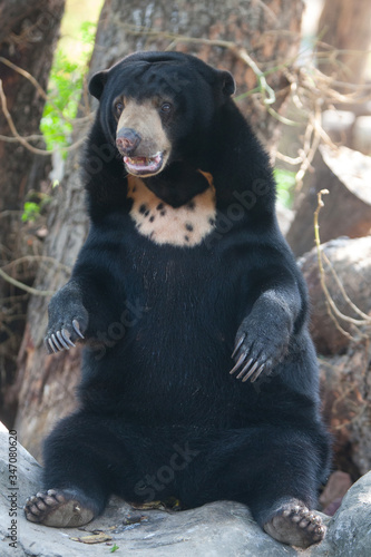 bear in zoo