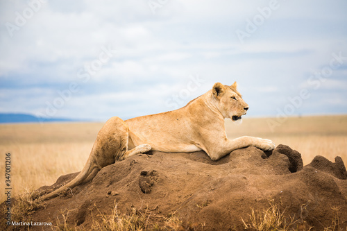 Lion on rock