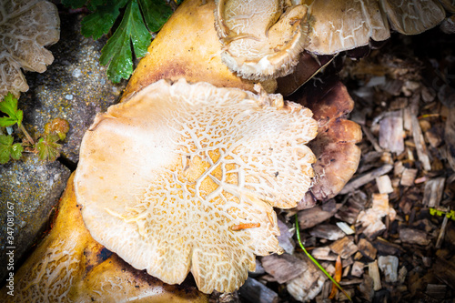 Closeup of fungus full grown in a open garden during spring season.