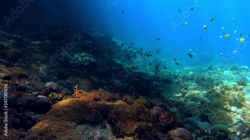 Wallpaper Mural Underwater shot of marine flock of fish among multi-colored-coral Torontodigital.ca