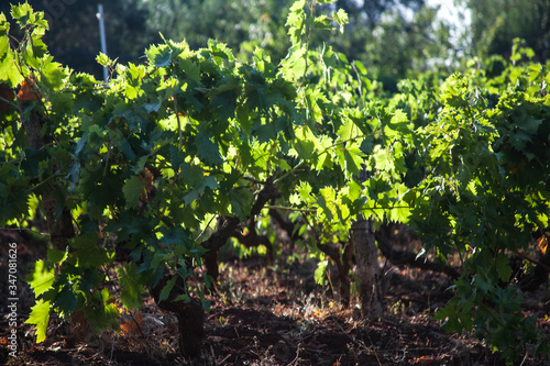 vigna al tramonto