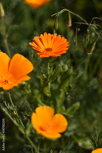 Ringelblume und Kalifornischer Mohn