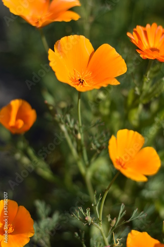 Blühender Kalifornische Mohn (Eschscholzia californica)
