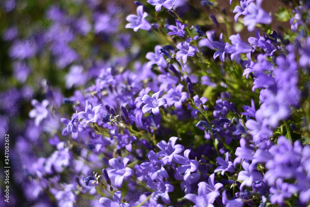 Blühende Dalmatiner Polster-Glockenblume (Campanula portenschlagiana)