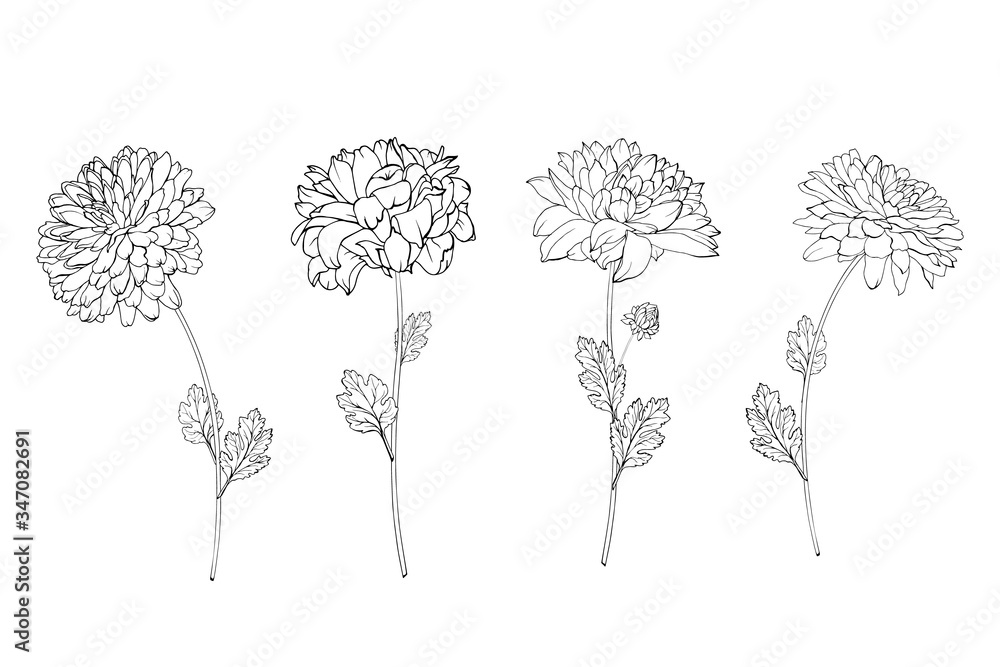 Set of hand drawn black outline flowers chrysanthemum on stem and leaves isolated on white. Vector stock illustration. - obrazy, fototapety, plakaty 
