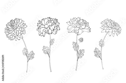 Obraz na plátne Set of hand drawn black outline flowers chrysanthemum on stem and leaves isolated on white