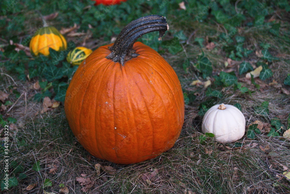 Pumpkins in the grass in orange, white, yellow and green colors 