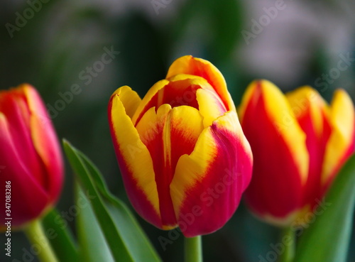 Closeup of a red and yellow tulip on a green background in spring 