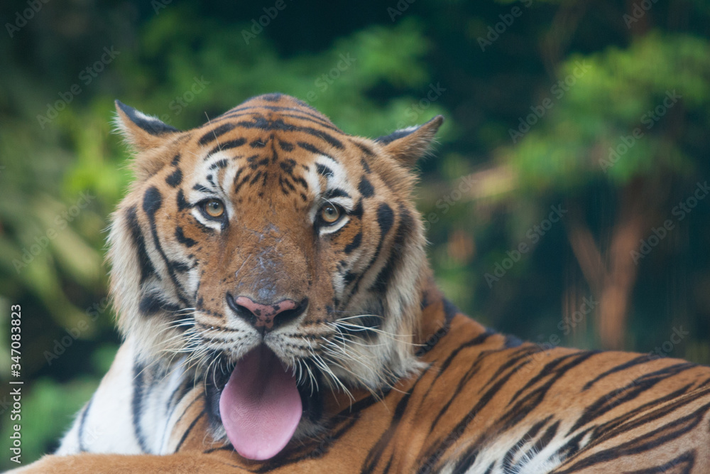Fototapeta premium portrait of a tiger
