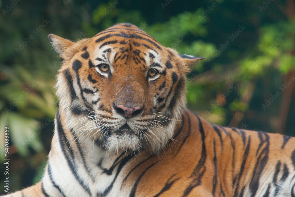 Fototapeta premium tygrys w zoo