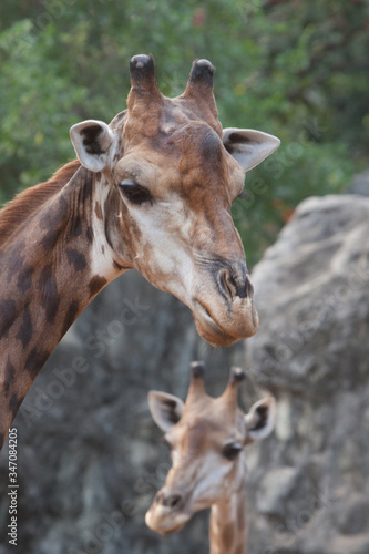 giraffe in zoo © Benzine