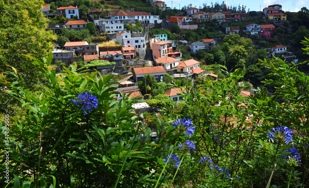Fototapeta premium Madeira Hillside village view from levada walk with Agapanthus flowers.