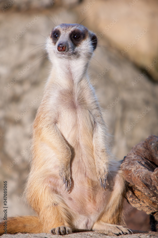 Fototapeta premium meerkat on guard