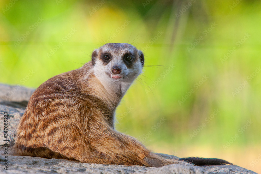 Fototapeta premium meerkat on guard