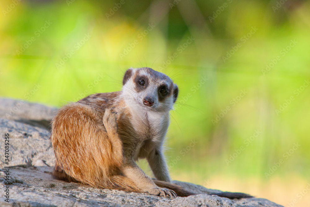 Obraz premium meerkat in zoo