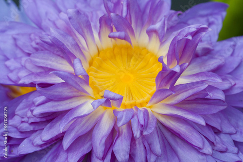 close up of violet flower