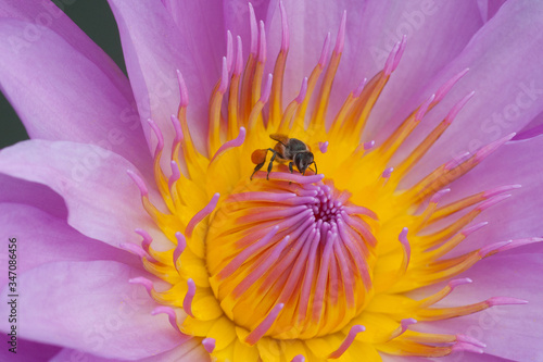 bee on a flower