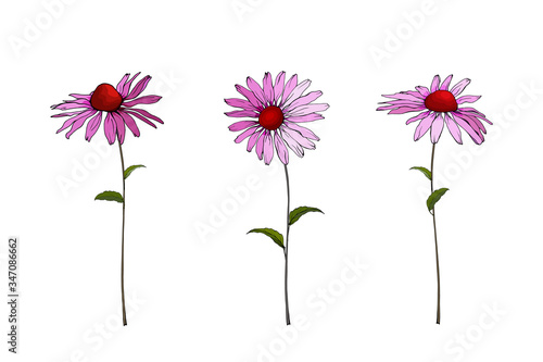 Echinacea. Floral set of three purple flowers on stem with green leaves. Isolated on white. Medicinal herbs for the design. Vector stock illustration.