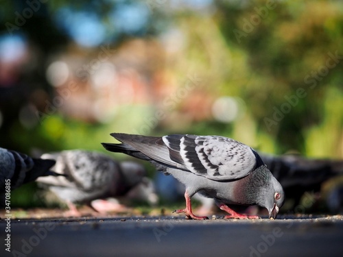 Pigeons 