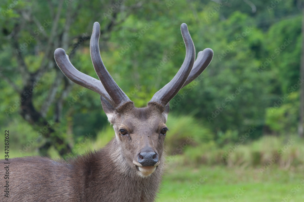 Obraz premium deer with antlers