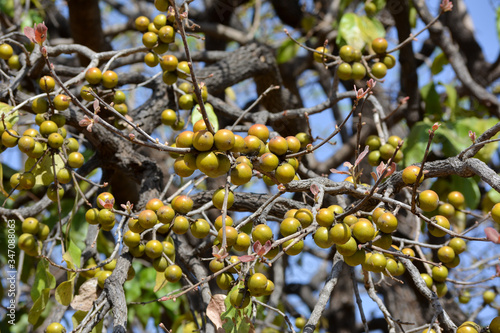 Indian ebony or Tendu (Diospyros Melanoxylon) fruit. Tendu is a seasonal fruit available mainly in summer