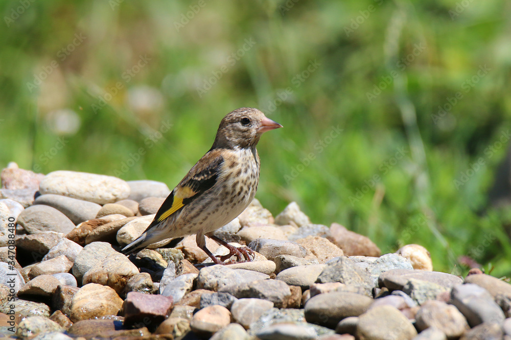 Female goldfinch by the water on the stone shore of a small lake Female goldfinch by the water on the stone shore of a small lake