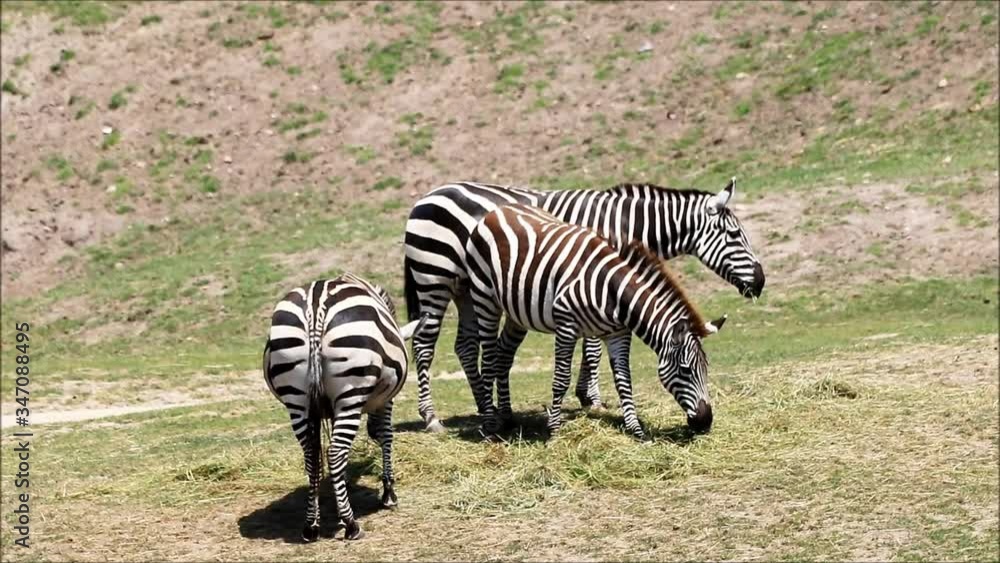 zebra family grazing on meadow
zebra family grazing on meadow