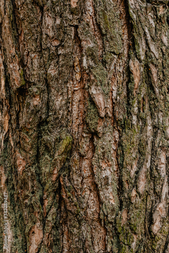 Pine bark wood tree texture Pine bark wood tree texture