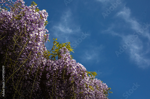 Wisteria flowers have begun to bloom beautifully 