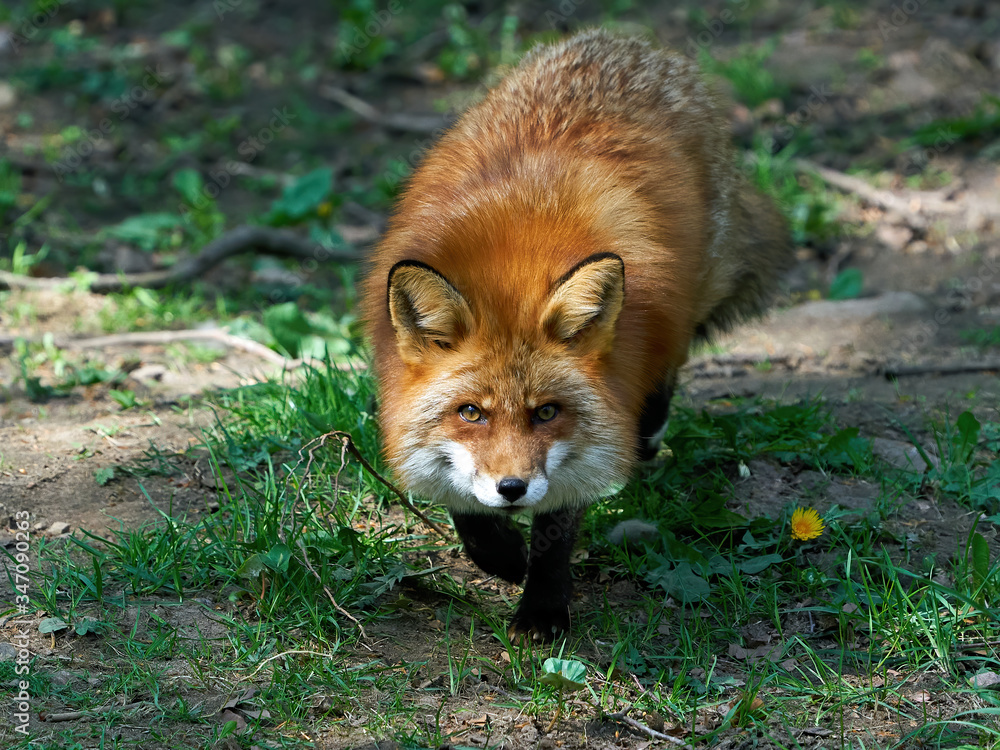 Fototapeta premium Red fox (Vulpes vulpes) in its natural enviroment