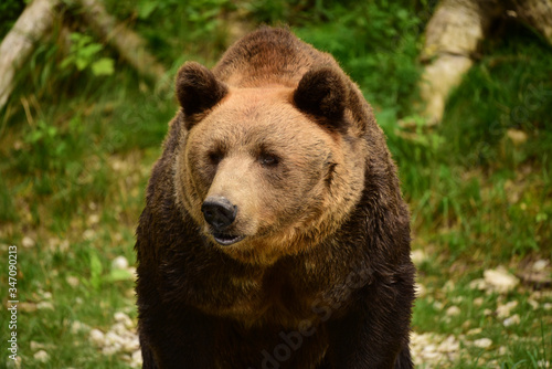 Close up of European brown bear (Ursus arctos arctos) walking. 