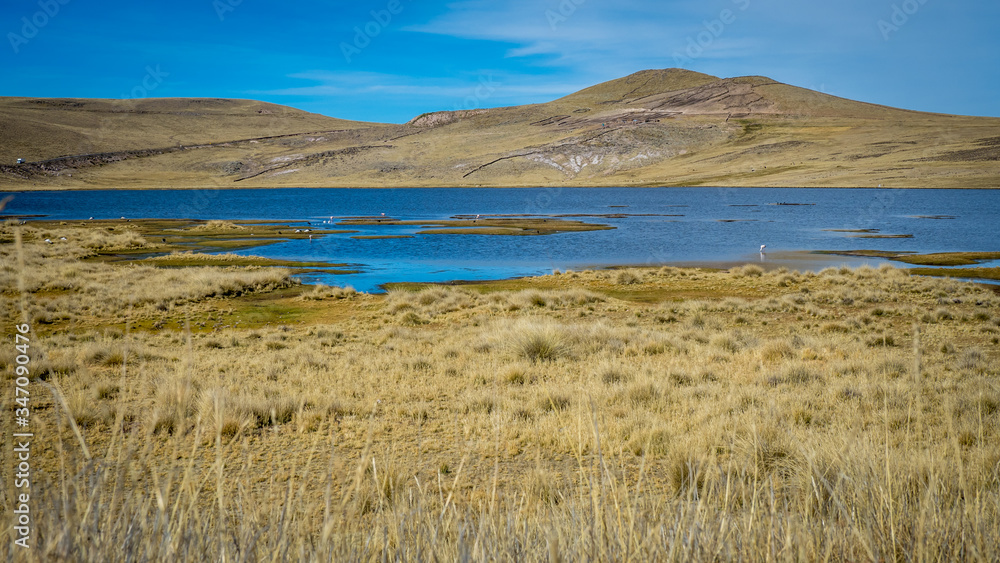 dry tufts of grass in front of lake lagunillas, flamingos and storks in lake, hills in background with blue sky dry tufts of grass in front of lake lagunillas, flamingos and storks in lake, hills in background with blue sky