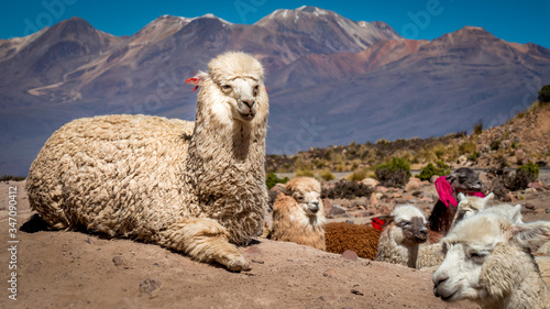 white alpaca llama looks into the camera, surrounded by several lamas in different colors with ear markings on a dusty ground in foreground, colored mountains with snow-capped peaks in the background