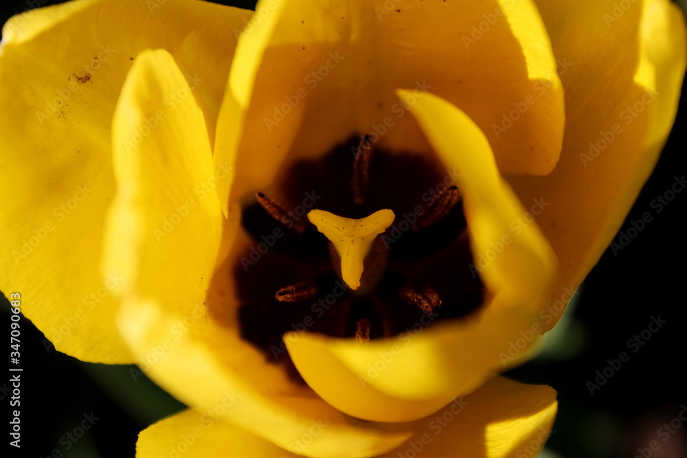 Żółty tulipan - obrazy, fototapety, plakaty 