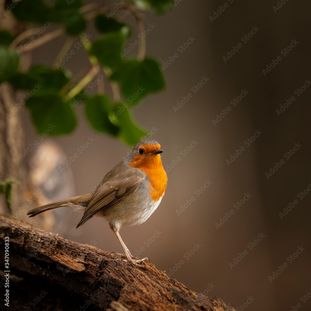 Stunning image of Robin Red Breast bird Erithacus Rubecula on branch in Spring sunshine Stunning image of Robin Red Breast bird Erithacus Rubecula on branch in Spring sunshine
