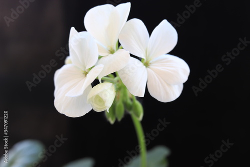 white magnolia flower © Nurhayat