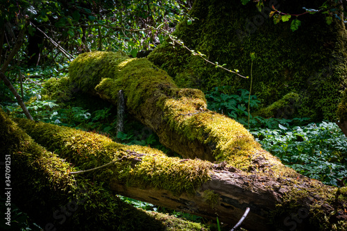 Beautiful forest scenery in a national park in Scania, southern Sweden photo