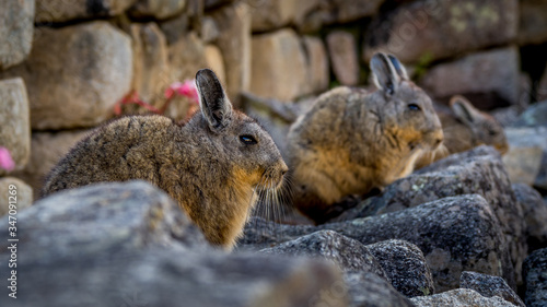 Lovely pic of a group of three northern viscachas sitting in a row in front of a stone wall, also called lagidium peruanum. photo