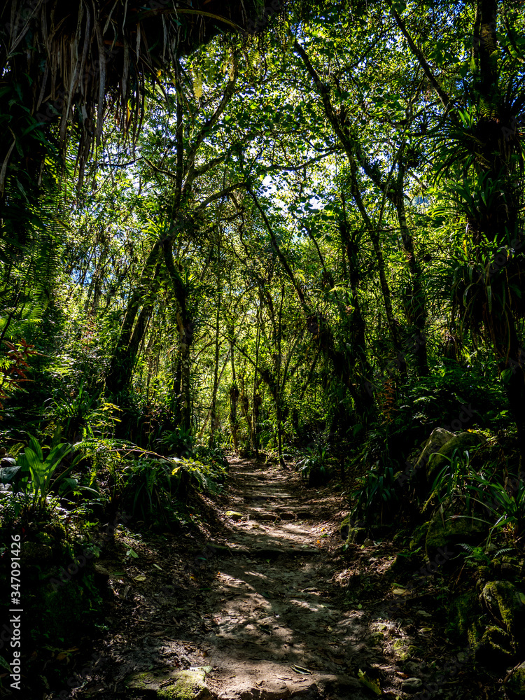 Obraz premium Path in the enchanted rainforest with light and shadow