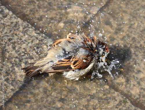 The urban Sparrow bathing in a puddle on the stone slabs