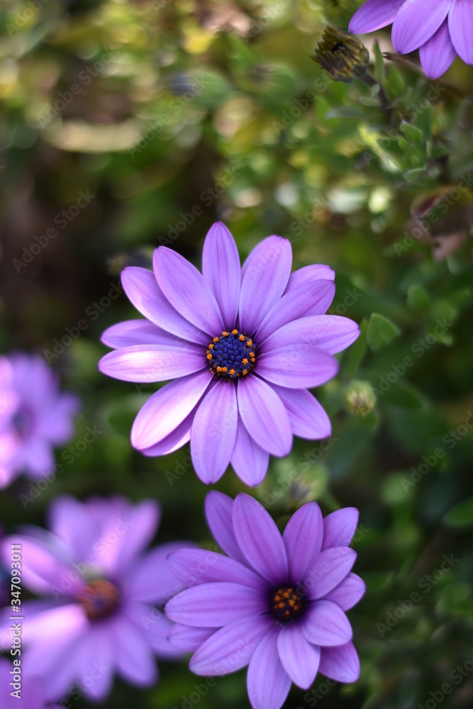 Blühende Kapkörbchen