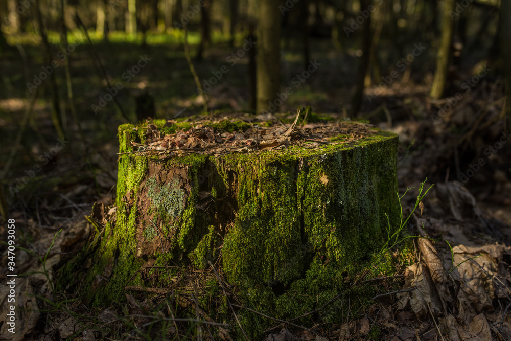 old mossy stump in the forest
