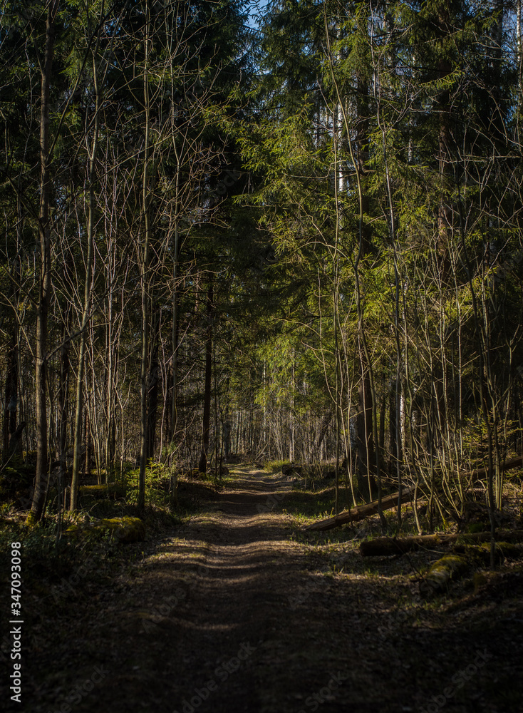 Obraz premium path in the forest