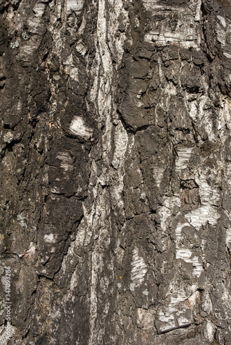 tree bark texture
